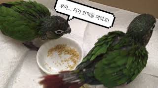 코뉴어 아기새들 첫 알곡 시식기