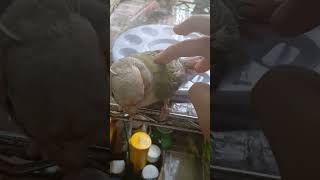 물놀이 앵무새??