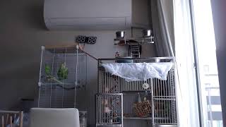 25.6.18 뉴기니아 루비 관찰캠