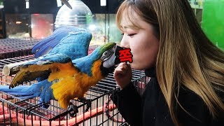 청금강 앵무 개인기 수준ㄷㄷ 쟤 앵무새 아닐지도 몰라!!