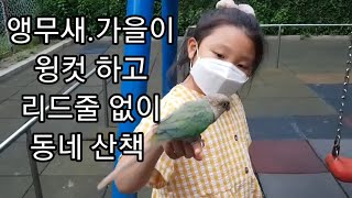 공서연. 윙컷후 순딩이된 앵무새 코뉴어 가을이.2020…
