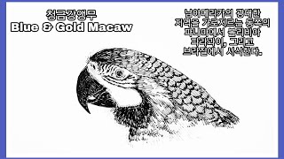 청금강앵무 Blue &amp; Gold Macaw. p…