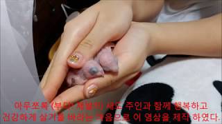 앵무새를 잘 키우려면 11   (앵무새 질병 치료 사례들과 다친 새 치료법) 장애새 관리요령  illness parrot