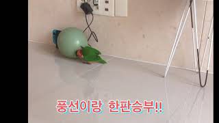 풍선으로  앵무새가노는법