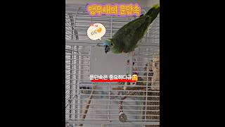문단속 하는 앵무새 #스즈메의문단속 #앵무새 #말하는앵…