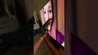 Watching his mom on TV#babybir…