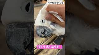 좋아죽는 코카투 #parrot #birds #앵무새 #…
