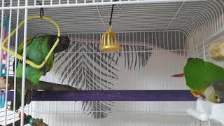 마이어스앵무새 그네타기