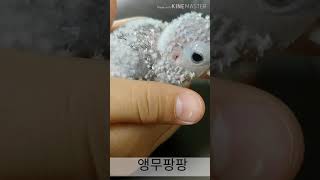 이제 1개월 코뉴어 &#39;자두&#39;