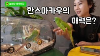 한스마카우의 매력은?#앵무새#한스마카우#코뉴어#부산#마…