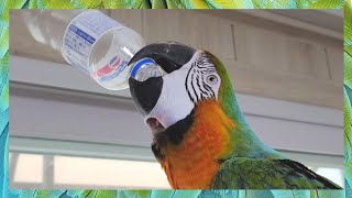 [할리퀸마카우 마르코] 앵무새가 병뚜껑을 따는 법 ㅋㅋ…