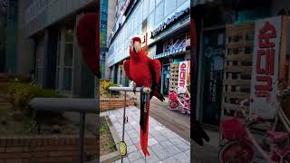 #앵무새 인사 #헬로우#마카우종류#금강앵무