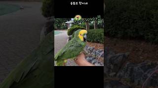 [수리] 앵무새로 장난치지 마세요 / #말하는앵무새 #…
