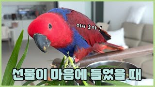 앵무새가 선물이 마음에 들었을 때