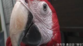 매직캣 마술콘서트에 나타나는 홍금강 &#39;앵두…