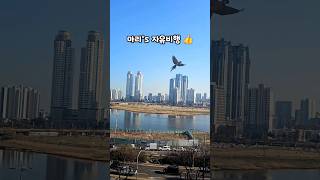 앵무새들도 봄소풍 가요‼️ #아마존앵무새 #코카투 #마카우 #자유비행