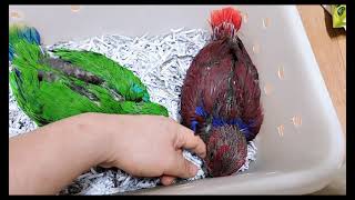 뉴기니아 앵무새 키우기 eclectus parrot