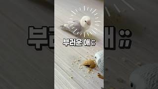 근근이 먹고 사는 앵무새  모란앵무 옹심이
