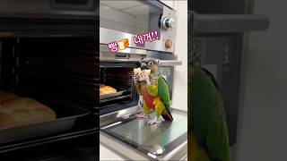 빵먹는 페리 앵무새 코뉴어 #귀여운앵무새 #parrot #반려조일상 #birdmukbang #birds #conureparrot