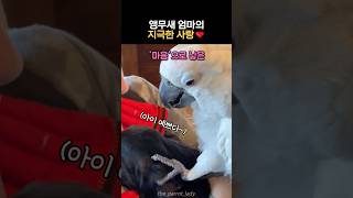 앵무새가 '마음' 으로 낳았다는 자식 같은 댕댕이
