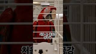 홍금강 앵무새를 처음 봤어요!   #parrot #홍금강앵무새 #honggeumgang parrot #처음  #beginning #봤어요 #see #반려동물
