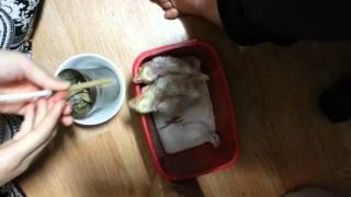 왕관앵무 이유식 먹이기 (Cockatiel Hand F…
