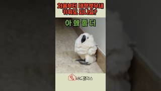 처음부터 대형앵무새 분양? #animals #동물 #cute #parrot #반려동물 #앵무새 #birds