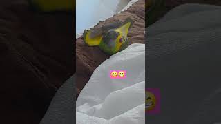 혼자 누워서 날개 가지고 놀다가 떨어질뻔해서 민망한 앵무새의 당황한 모습!#앵스타그램 #세네갈앵무새#장난꾸러기앵무새