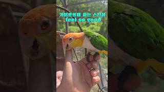 강아지같이 쉴새없이 놀아달라고 하는 에너지 넘치는 카이큐 앵무새