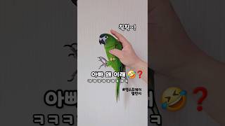  #챌린지 #앵스프레이 #앵무새 #한스마카우 #율리