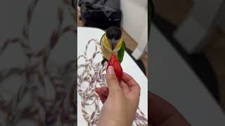 딸기 먹는 카이큐 #parrot #birds #pets…