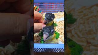 검은 머리 카이큐 첫째 017링, 둘째 006링이예요. #birdslover #parrot #pets #birds #cute #animals #사계절앵무새 #앵무새성장 #앵무새분양