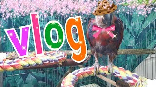 질문과 루비근황입니다 [연구대상앵무새똘이]