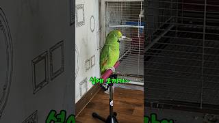 아마존 앵무새 아리 추석 #parrot #앵무새 말하는…