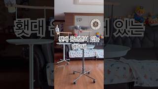 Best Driver운전하는 앵무새 #김루이