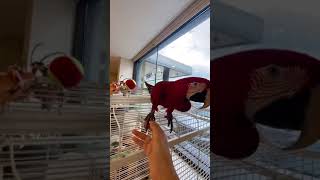 금당이의 최애 간식은~?(앵무새,홍금강)