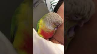 졸린 소망이(코뉴어)