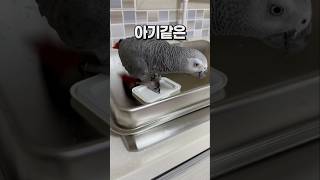 아직은 아기같은 앵무새  회색앵무 잠바