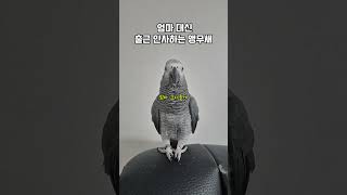 엄마 대신 출근 인사하는 앵무새ㅋㅋ 귀여움 폭발 / 회색앵무 랄라 / #shorts