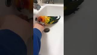 샤워하는 앵무새||썬코뉴어| 코뉴어 | 앵무새