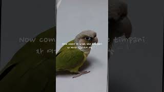 앵무새♡♡#쇼츠#세상에서 가장작은바일올렛