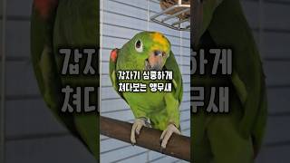 갑자기 귀엽게 웃으며 쳐다보는 앵무새 어쩔꺼야~ #윙스…
