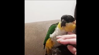 Petting Black Headed Caique Parrot | 검은머리카이큐 쓰다듬기