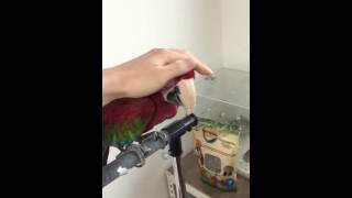 홍금강 앵무새 쓰담아주기