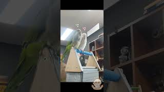 안녕 주고받기  #앵무새 #퀘이커 #퀘이커앵무 #초보앵…