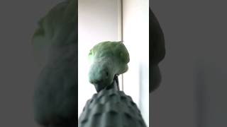 민트로켓타고발사~퓽~~                                    #코뉴어 #parrot #앵무새 #conure  #민트코뉴어