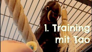 Hyazinthara 1. Training #papag…