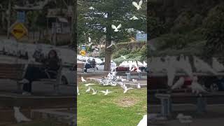 먹이쟁탈전!! 코카투들이 느긋한 사이 갈매기들이 다먹네!!#갈매기 #australia #austinmer #먹이싸움
