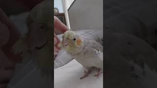 (왕관앵무) 경복이 사랑스러움♡