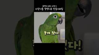화면에 없는 사랑이가 하는말 오빠는 똥깨야! #아랑이 …